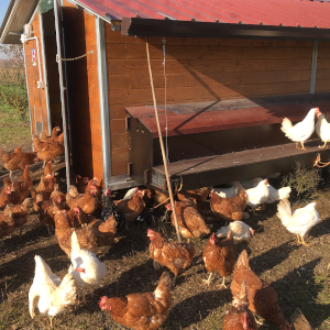 Galline Felici