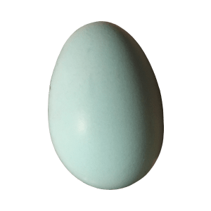 Uovo azzurro gallina Araucana