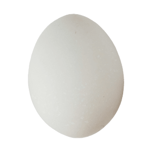 Uovo bianco gallina livornese