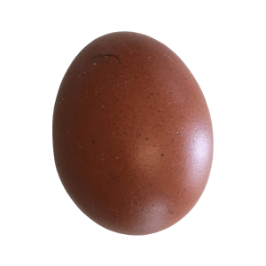 Uova marrone di gallina Marans