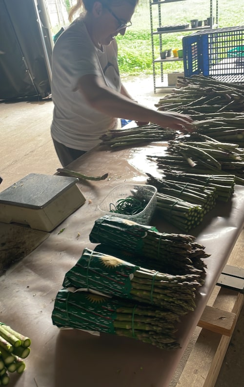 Prerpazione mazzetti di asparagi da 500 gr